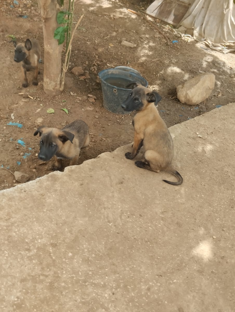 Malinois