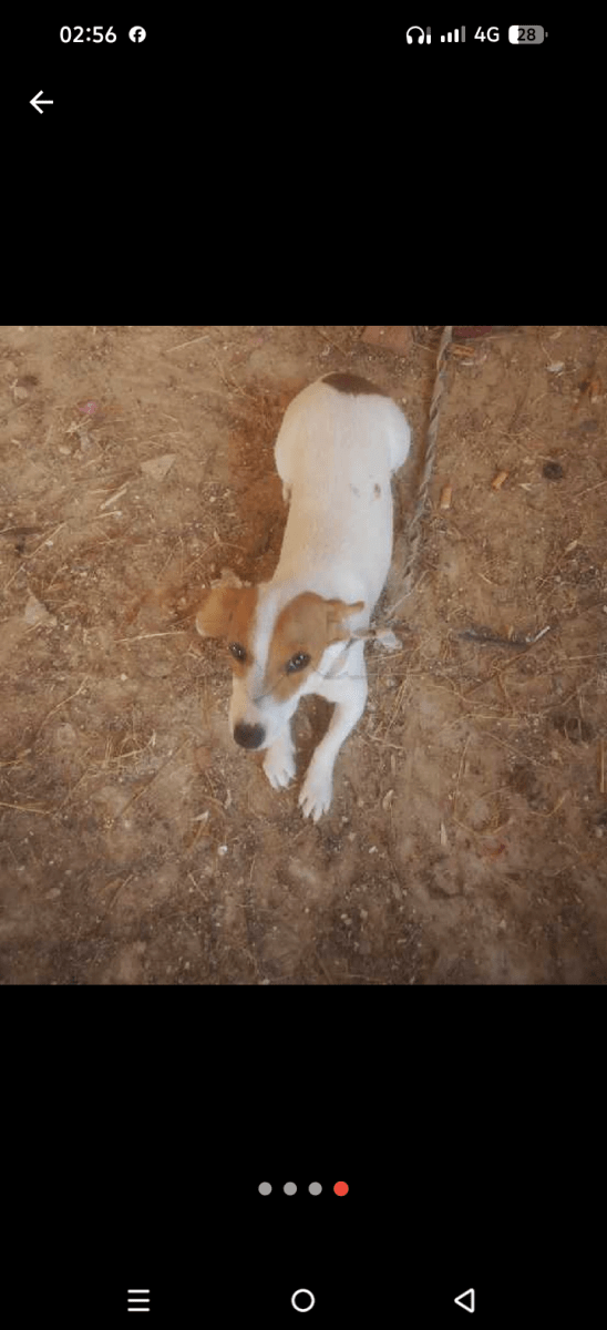 Chienne Jack Russel 