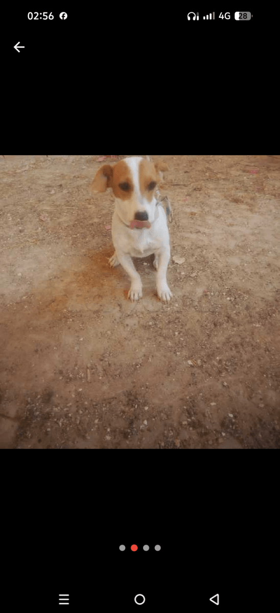 Jack Russell à vendre à Menzel Bouzelfa, Tunisie — annonce Animalia - Miniature 2