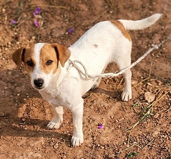Jack Russell à vendre à Menzel Bouzelfa, Tunisie — annonce Animalia - Miniature 3