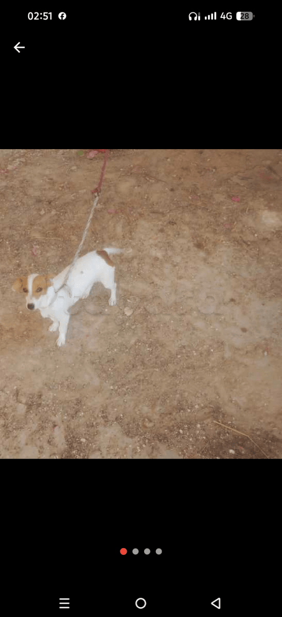 Jack Russell à vendre à Menzel Bouzelfa, Tunisie — annonce Animalia - Miniature 4
