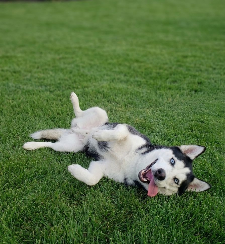 Husky à vendre à Sakiet Eddaïer, Tunisie — annonce Animalia - Miniature 2