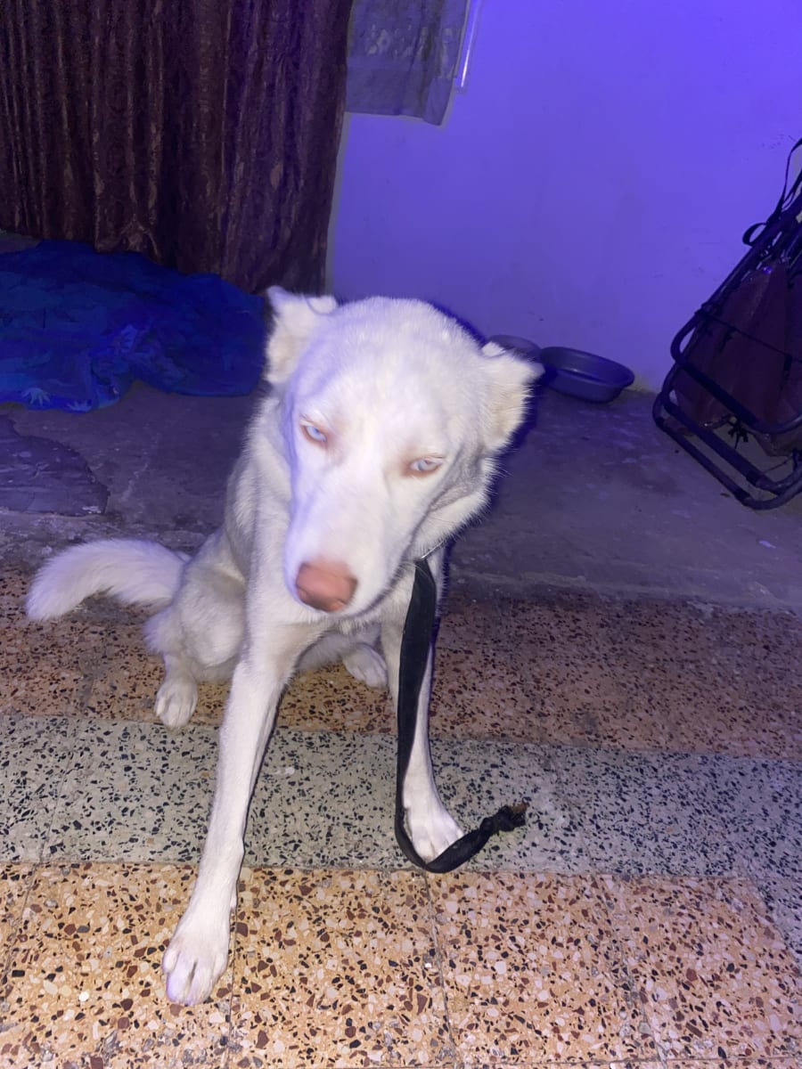 Husky blanc