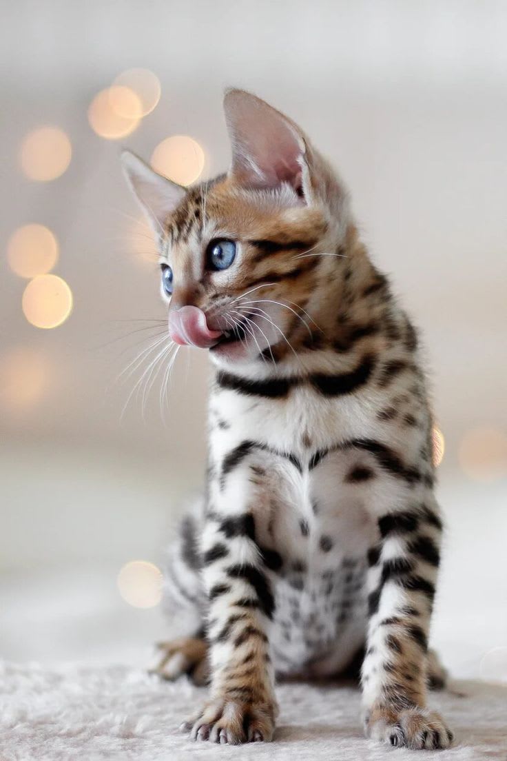 Chaton tigré