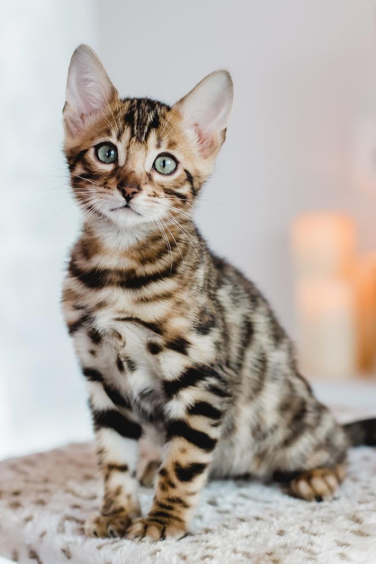 bengal à vendre à La Manouba, Tunisie — annonce Animalia - Miniature 2