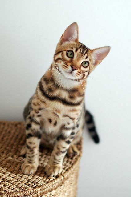 bengal à vendre à La Manouba, Tunisie — annonce Animalia - Miniature 3