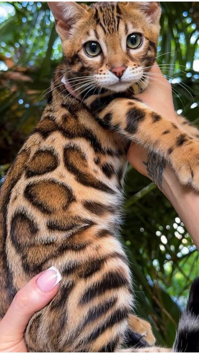 bengal à vendre à La Manouba, Tunisie — annonce Animalia - Miniature 4