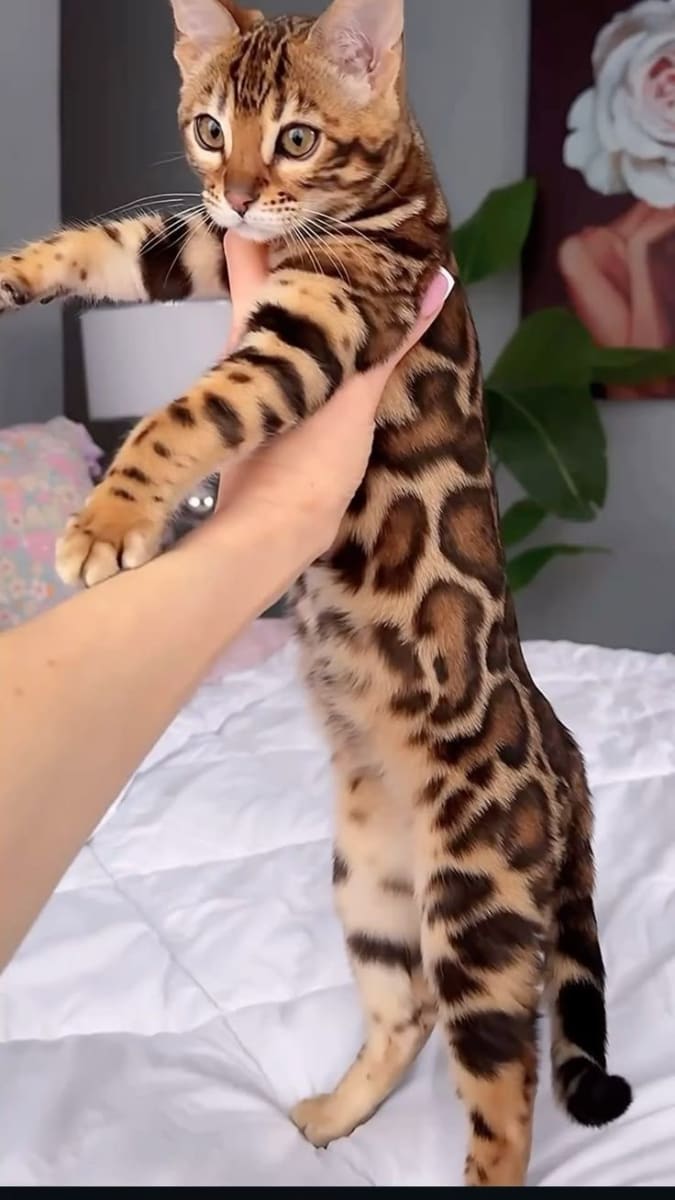 bengal à vendre à La Manouba, Tunisie — annonce Animalia - Miniature 5