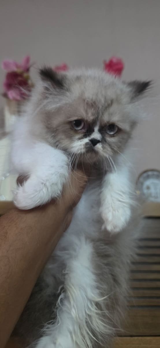 Chaton boule de poils