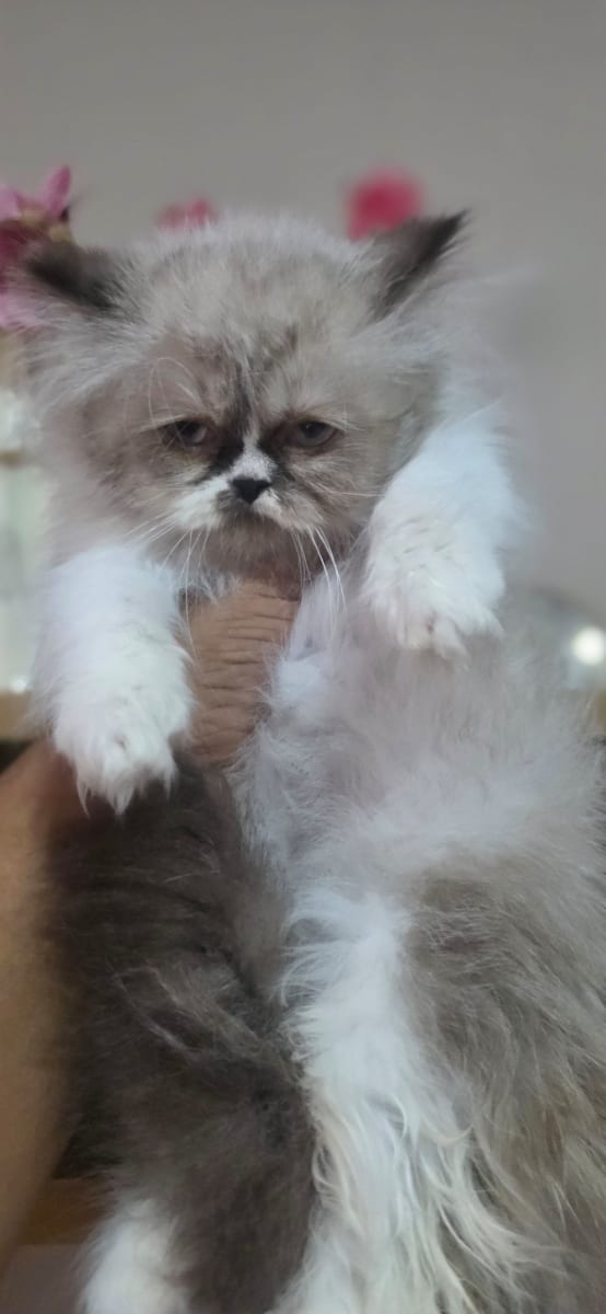 Persan à vendre à La Manouba, Tunisie — annonce Animalia - Miniature 3