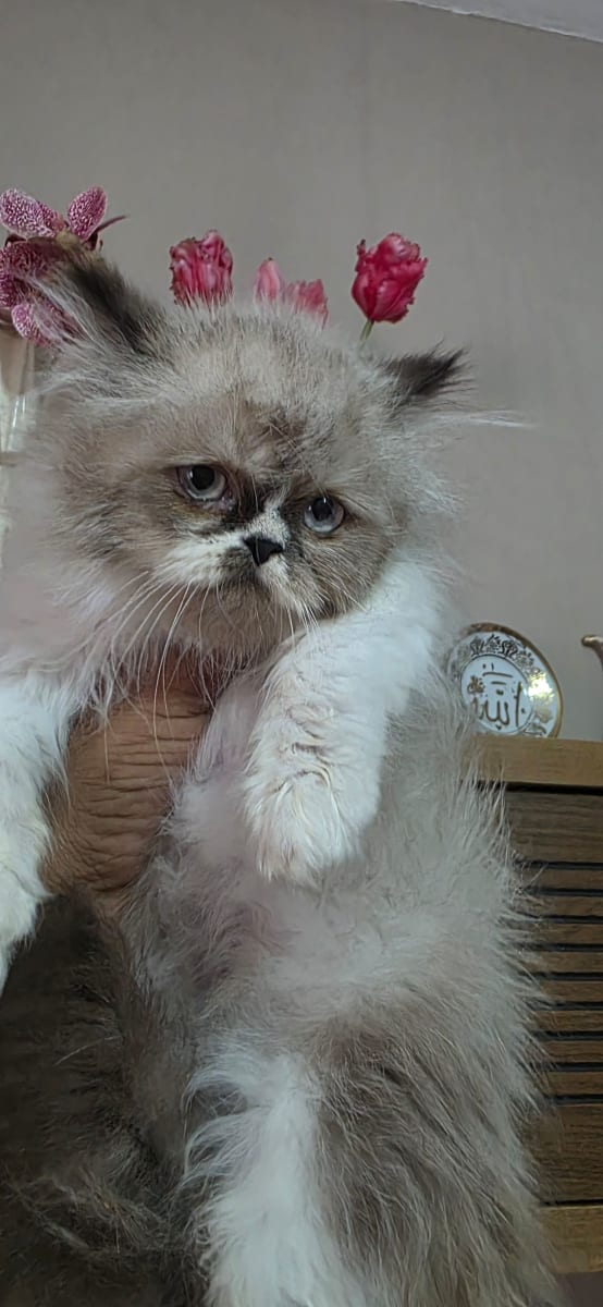 Persan à vendre à La Manouba, Tunisie — annonce Animalia - Miniature 4