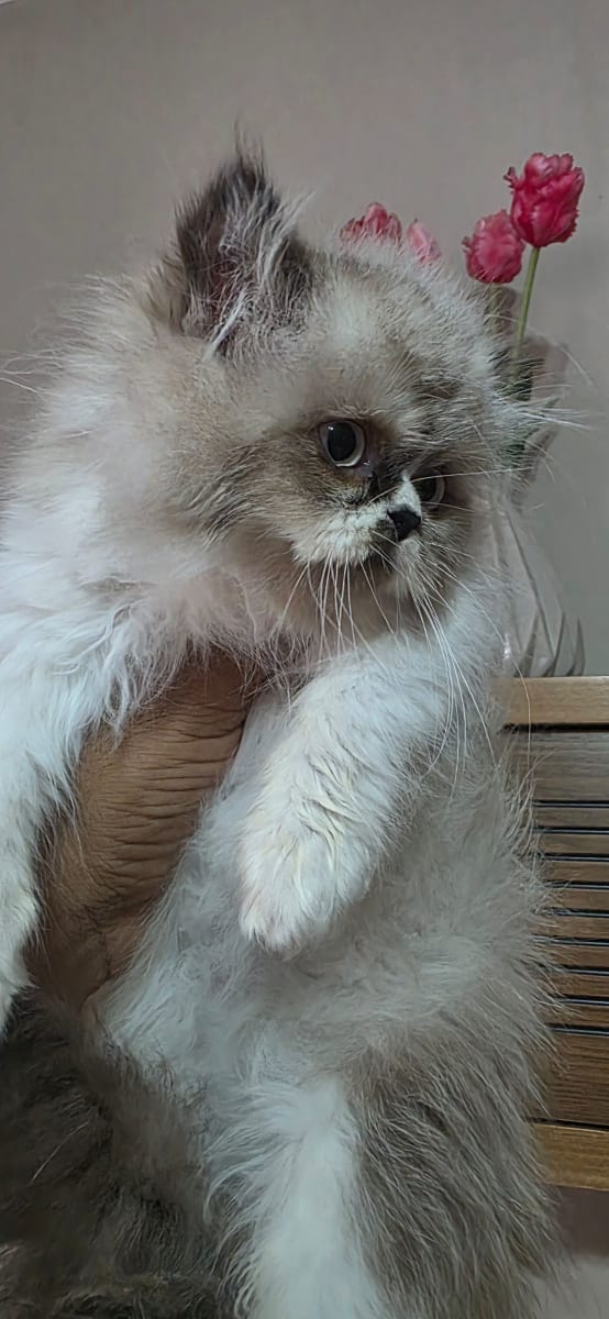 Persan à vendre à La Manouba, Tunisie — annonce Animalia - Miniature 5