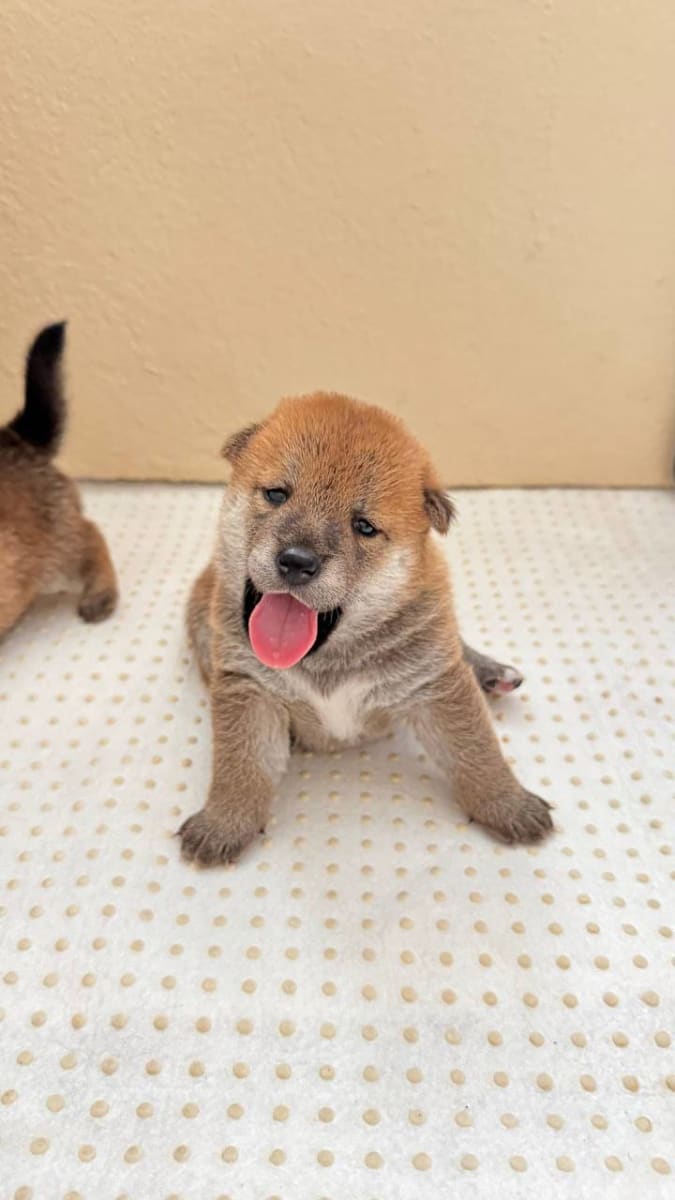 Chiots Shiba Inu Pure Race – Parents Importés de Russie avec Pedigree  