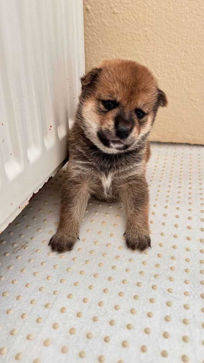 Shiba Inu à vendre à sousse, Tunisie — annonce Animalia - Miniature 2