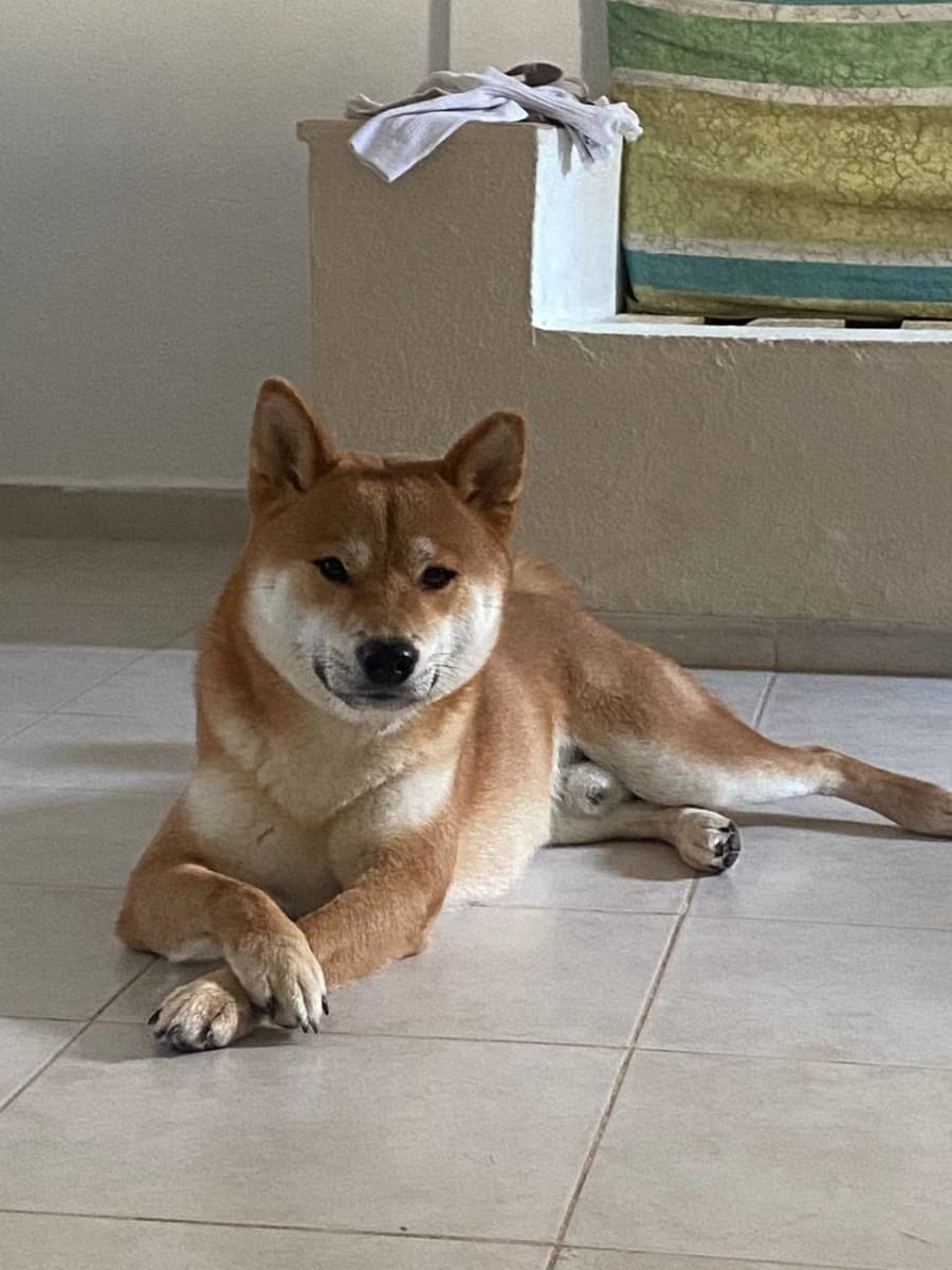 Shiba Inu à vendre à sousse, Tunisie — annonce Animalia - Miniature 4