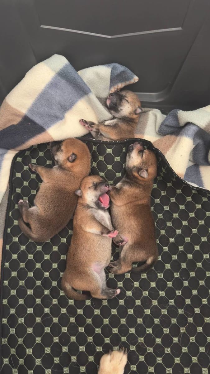 Shiba Inu à vendre à sousse, Tunisie — annonce Animalia - Miniature 3