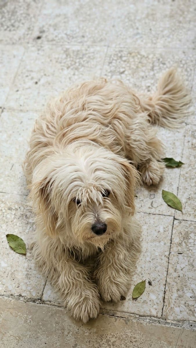 Chien bichon maltais 