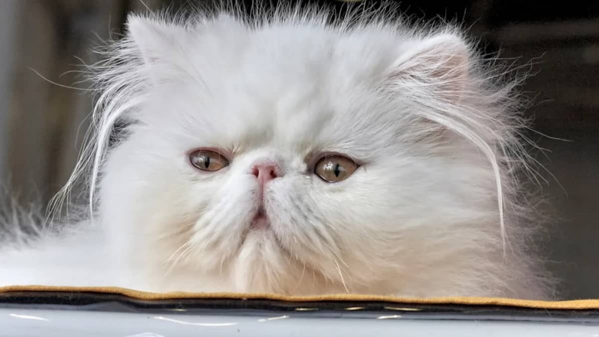 Chat Persan Prix en Tunisie : Guide Complet 2024