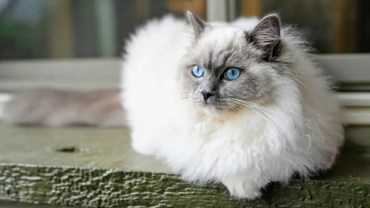 Ragdoll Prix : Guide Complet du Chat de Luxe en Tunisie