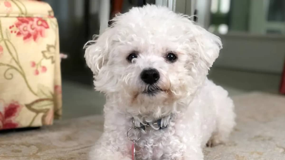 Canich Bichon : Guide Complet de cette Race Adorable
