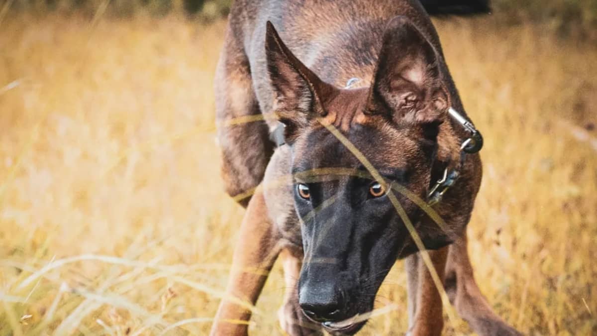 Chien Malinois Prix en Tunisie 2024 : Guide Complet