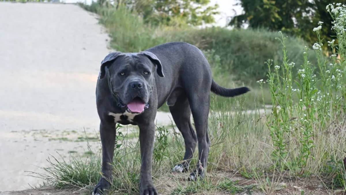 Cane Corso Tunisie : Guide Complet de cette Race Italienne