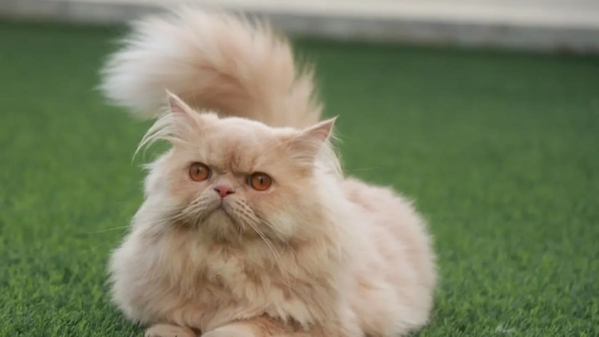 Chat Persan Prix Tunisie : Guide Complet 2024 | Animalia