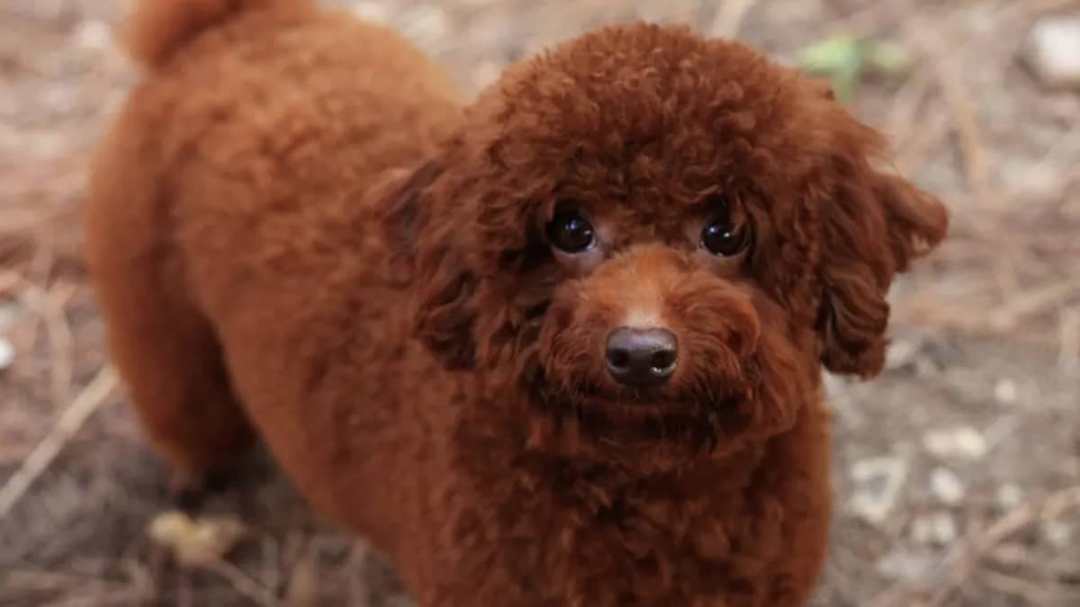 Caniche Bichon Prix : Guide Complet 2024 en Tunisie