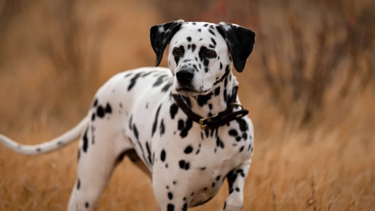 Dalmatien Prix Tunisie 2024: Guide Complet d'Achat