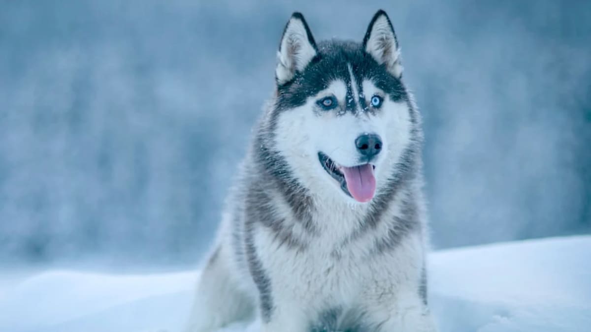 Husky Prix Tunisie 2024 : Guide Complet d'Achat