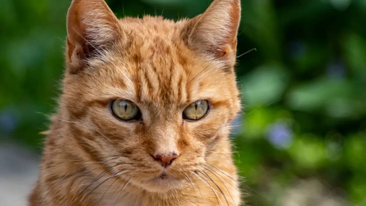 Chat Angora Turc Prix en Tunisie : Guide Complet 2024