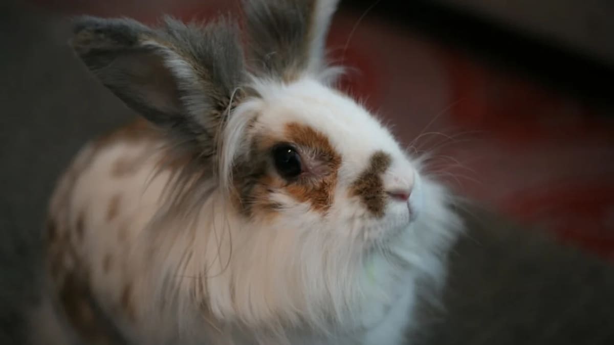 Lapin à Vendre en Tunisie : Guide Complet pour Acheter un Lapin Nain