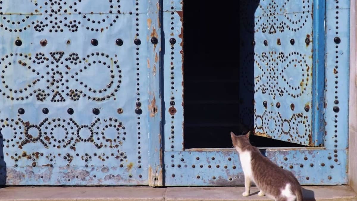Assurance Animaux Tunisie : Guide Complet des Couvertures et Prix 2026