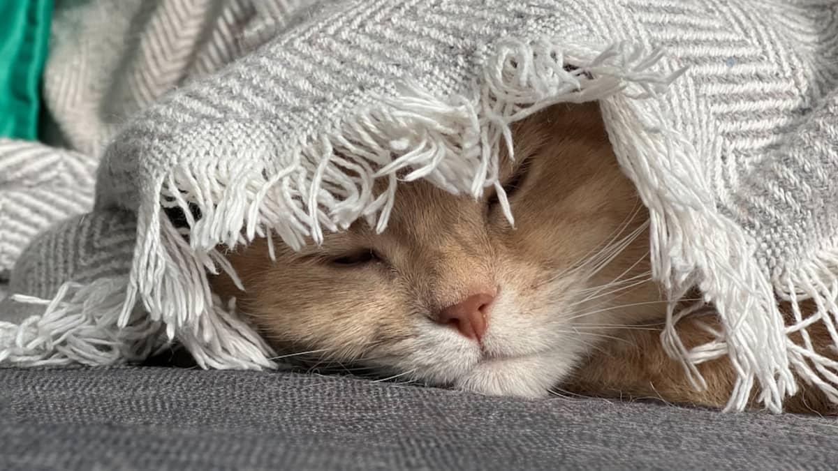 Guide Complet: Prendre Soin de Votre Chat en Hiver 2026