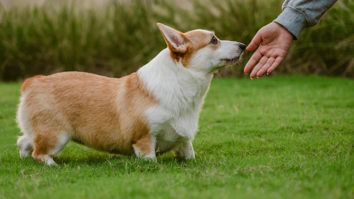 Formation et Dressage Chien en Tunisie : Guide Complet 2026