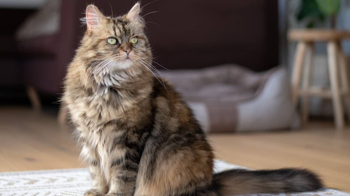 Maine Coon Prix Tunisie : Guide Complet d'Achat 2026