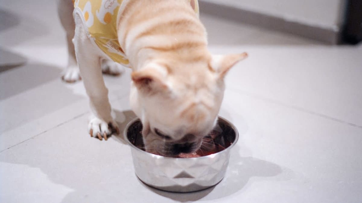 Nourriture Bio Chien Chat Tunisie : Guide Complet 2026
