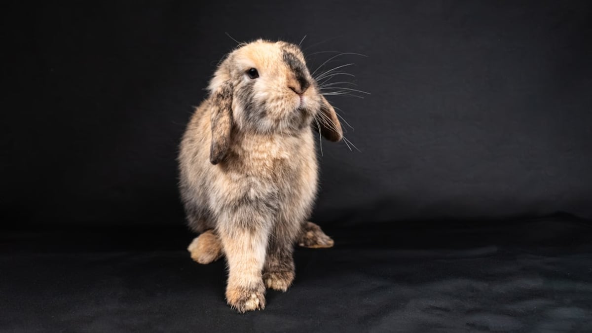 Lapin Nain Tunisie : Guide Complet 2026 pour Adopter votre Petit Compagnon