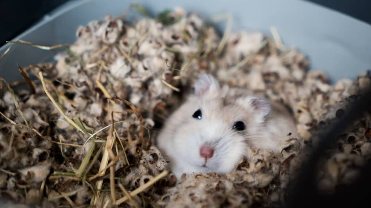 Hamster Nain Prix Tunisie : Guide d'Adoption Complet 2026