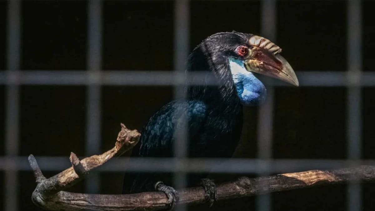 Oiseaux Exotiques en Tunisie : Guide Complet d'Adoption et Soins 2026
