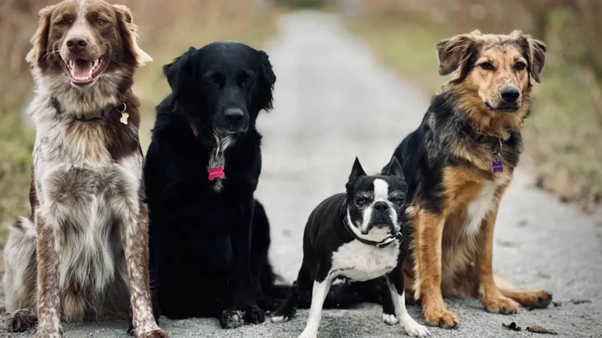 Assurance Santé Animaux Tunisie : Guide Complet des Couvertures 2026