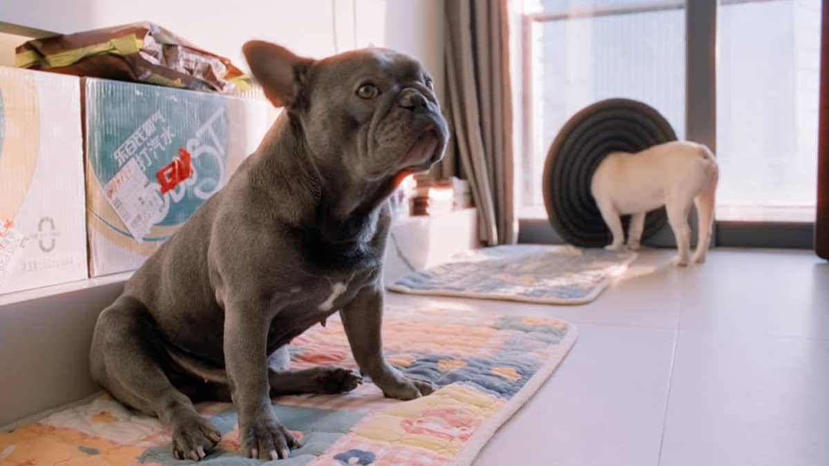 Garde de Chien à Domicile Tunisie : Services et Tarifs 2026