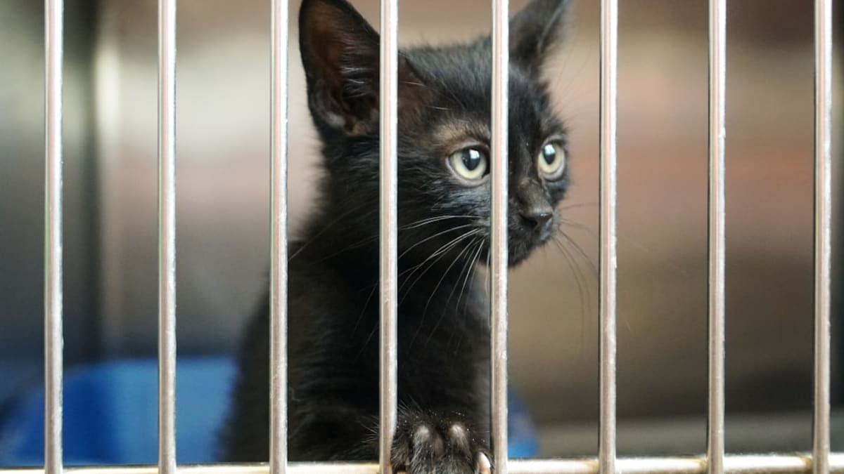 Adoption Chat Refuges Tunisie : Guide Complet Sauvetage 2026