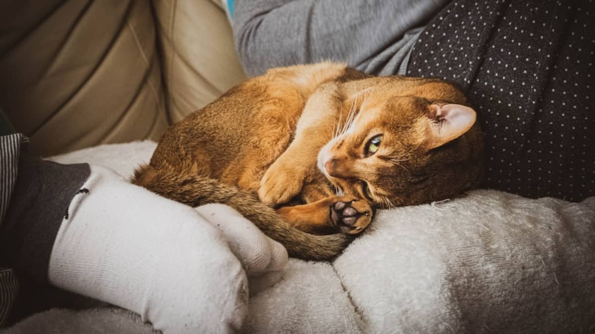 Assurance Santé Chien Chat Tunisie : Comparatif Complet 2026
