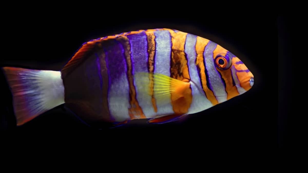 Aquarium Poisson Tunisie : Guide Complet Débutant 2026