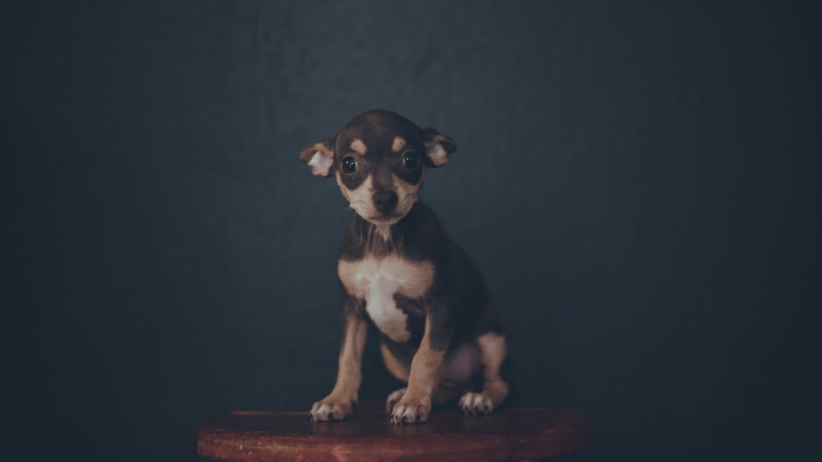 Chihuahua Mini Toy Tunisie : Guide Complet du Plus Petit Chien 2026