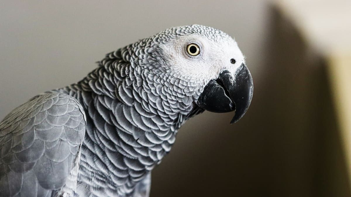 Perroquet Gris du Gabon Tunisie : Guide Complet Adoption et Prix 2026