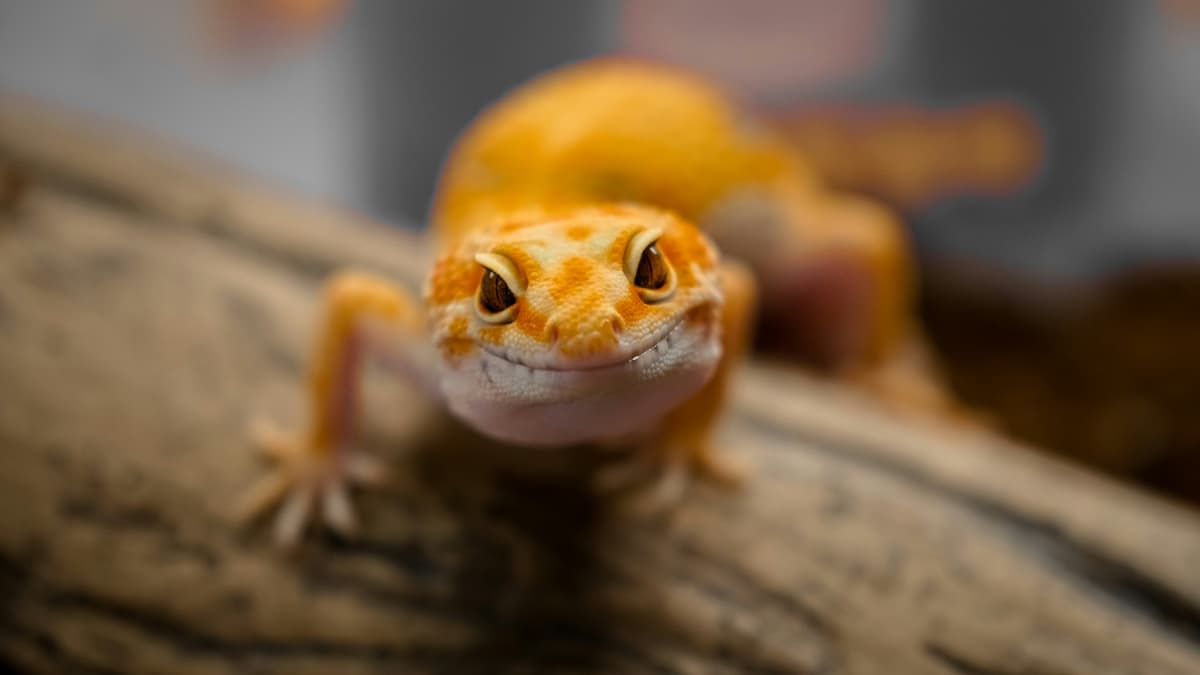 Gecko Léopard Tunisie : Guide Complet NAC Reptile Débutant 2026