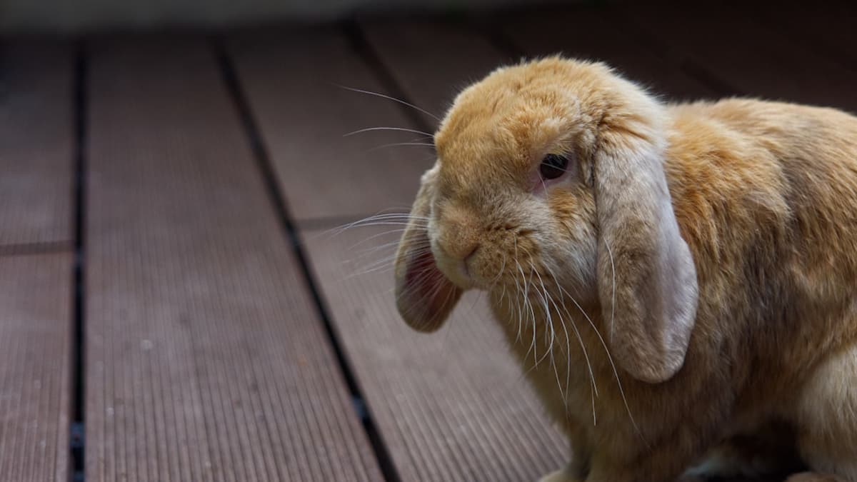 Lapin Bélier Nain Soins Tunisie : Guide Complet NAC Oreilles Tombantes 2026