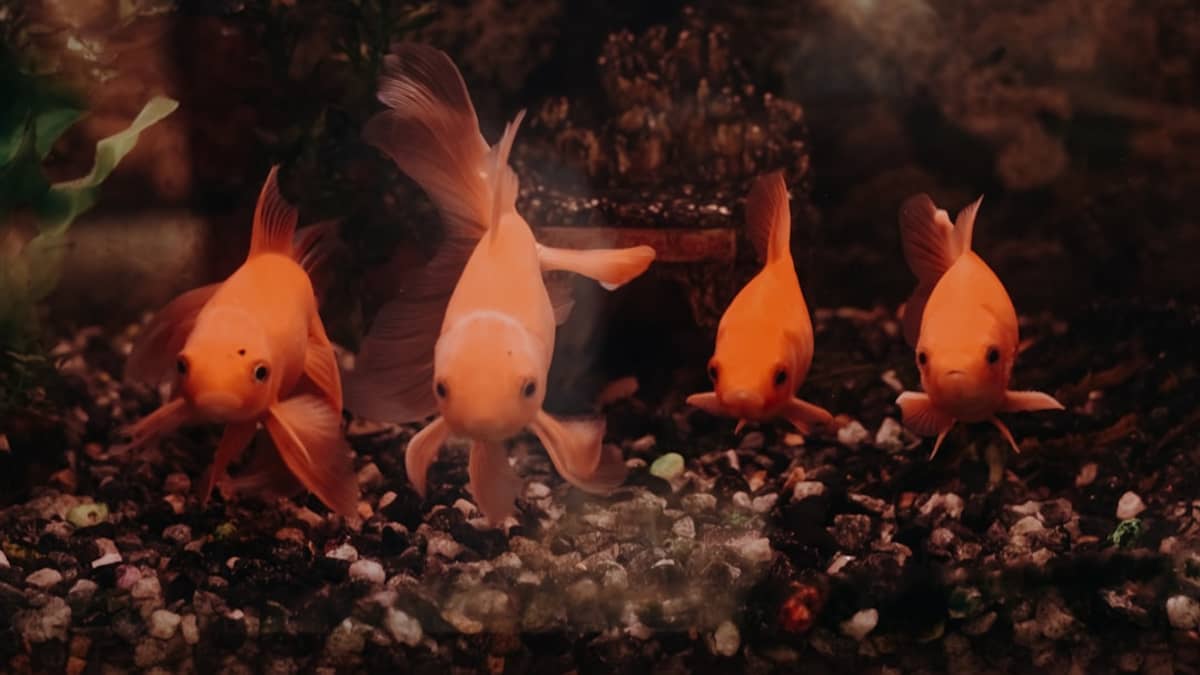 Poisson Rouge Aquarium Tunisie : Guide Complet Maintenance et Soins 2026